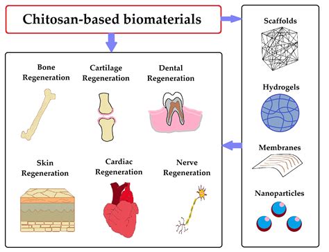  Chitosan - Biomateriał przyszłości w medycynie i inżynierii tkankowej!